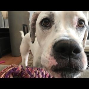 Meet your Posher, Alison